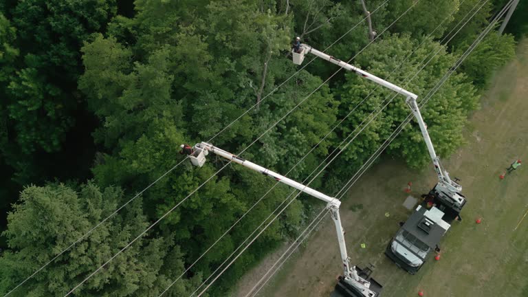 How Our Tree Care Process Works  in Brigham City, UT